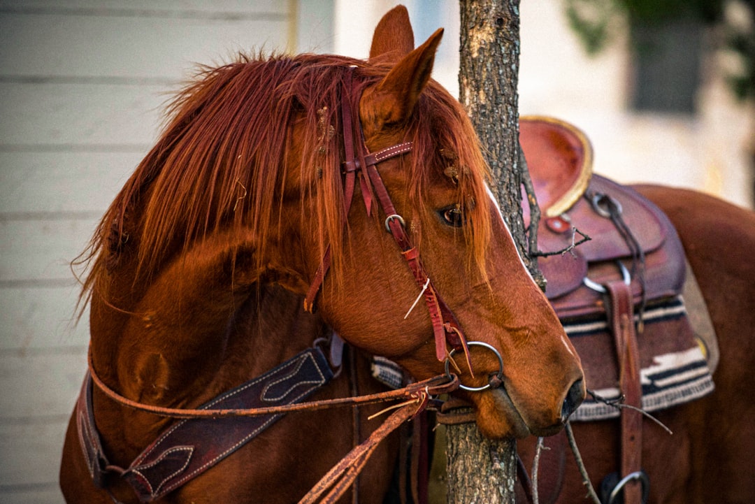 Photo Horse portrait